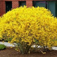 Altınçanak Fidanı